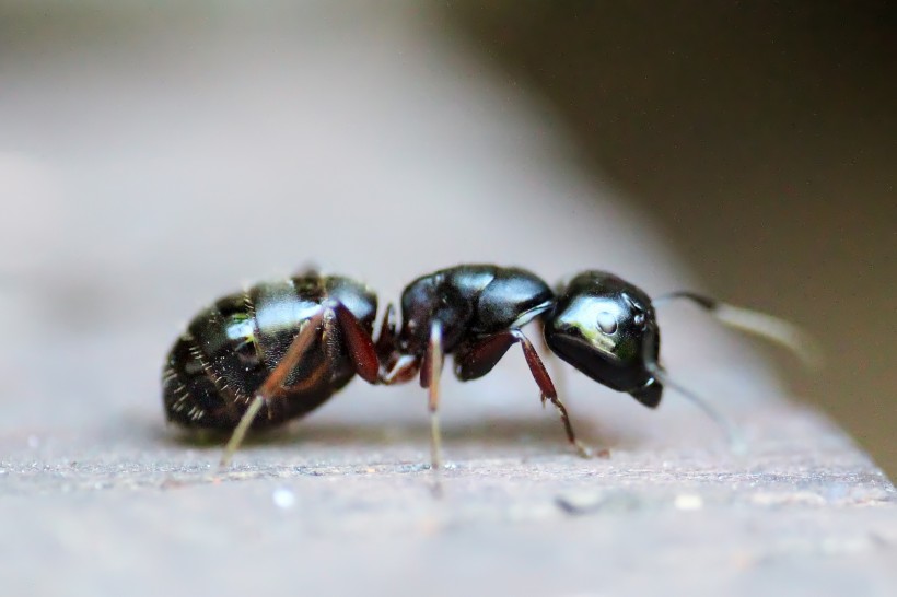 点击大图看下一张：蚂蚁高清图片