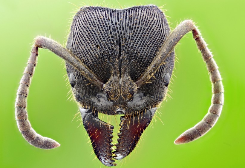 点击大图看下一张：各种蚂蚁微距图片
