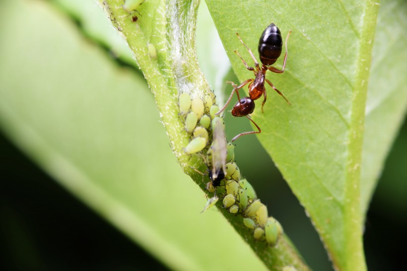点击大图看下一张：树叶上的蚂蚁图片