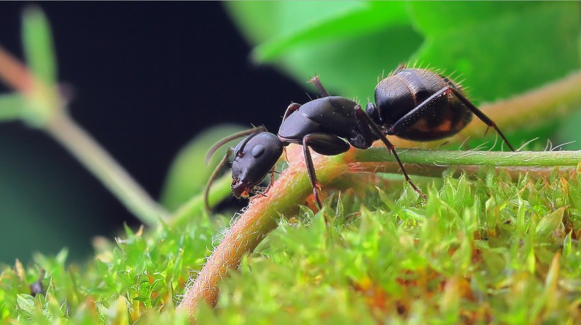 点击大图看下一张：觅食的蚂蚁图片