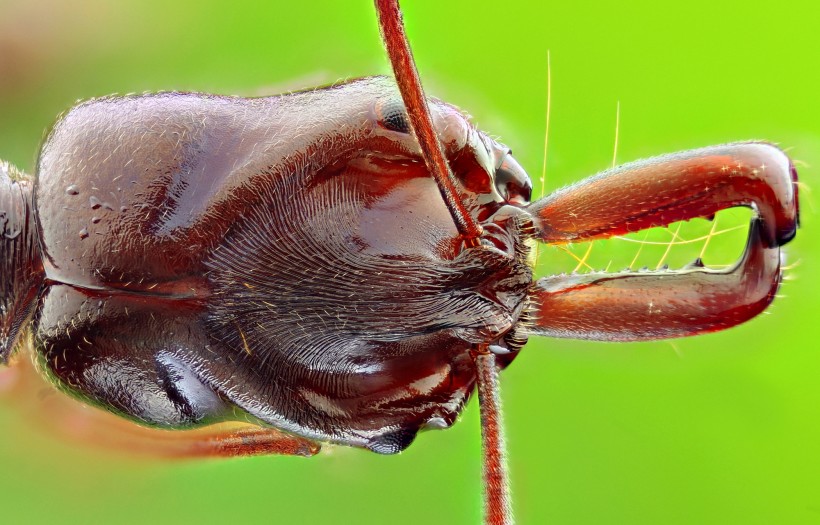 点击大图看下一张：各种蚂蚁微距图片