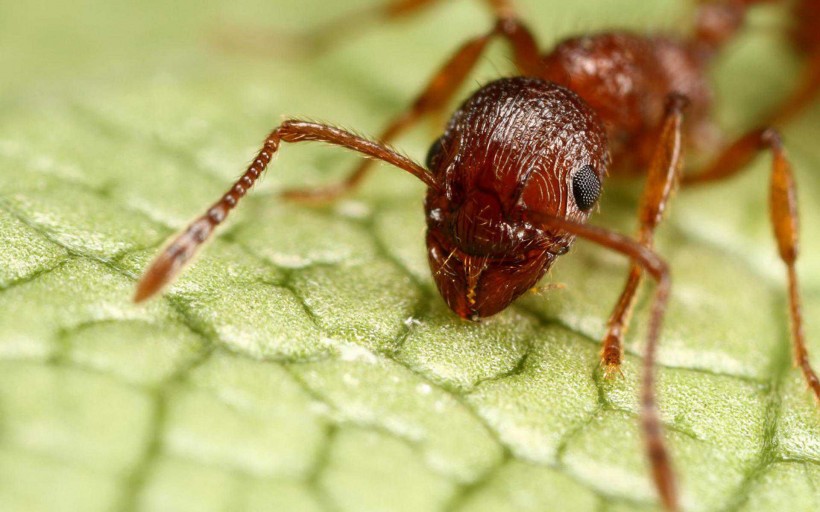 点击大图看下一张：蚂蚁微距图片