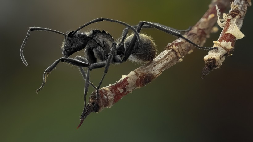 点击大图看下一张：蚂蚁微距图片