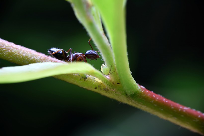 点击大图看下一张：树叶上的蚂蚁图片