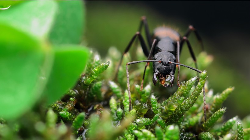点击大图看下一张：觅食的蚂蚁图片
