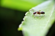 树叶上的蚂蚁图片_10张