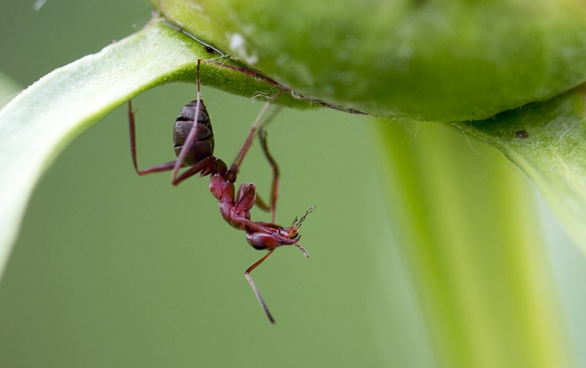 点击大图看下一张：不辞劳苦的蚂蚁图片