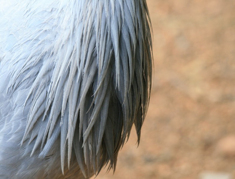 点击大图看下一张：蓝鹤鸟类图片