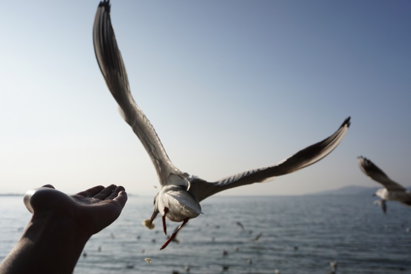 点击大图看下一张：翱翔的海鸥的图片