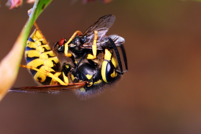 点击大图看下一张：正在捕食的黄蜂图片