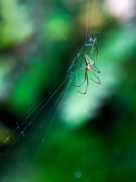 点击大图看下一张：正在结网的蜘蛛图片