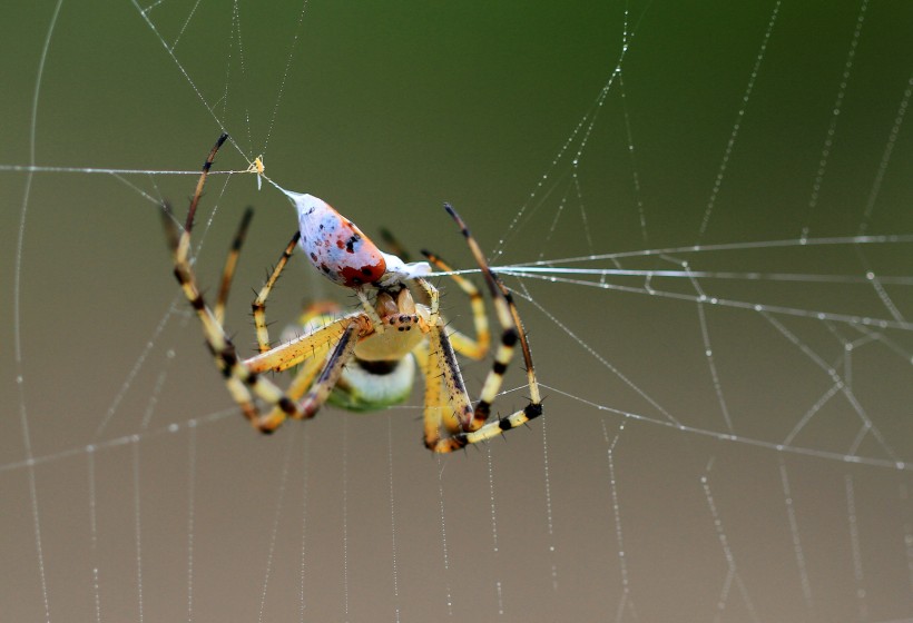 点击大图看下一张：奇特的横纹金蛛昆虫图片