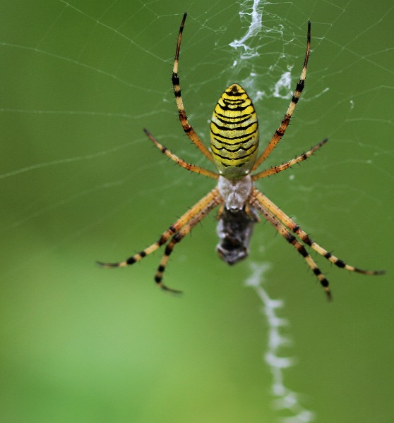 点击大图看下一张：奇特的横纹金蛛昆虫图片