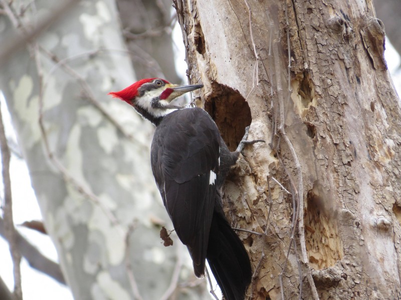 点击大图看下一张：红色羽冠的白腹黑啄木鸟图片