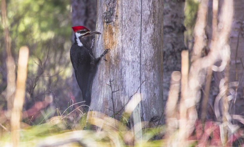 点击大图看下一张：红色羽冠的白腹黑啄木鸟图片