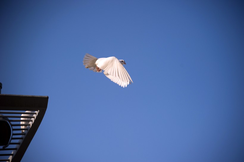 点击大图看下一张：可爱的白鸽图片