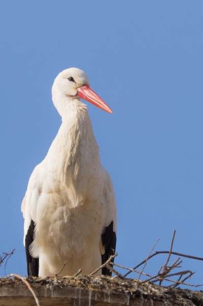 点击大图看下一张：“送子鸟”白鹤图片