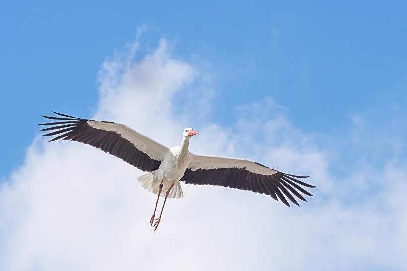 点击大图看下一张：“送子鸟”白鹤图片