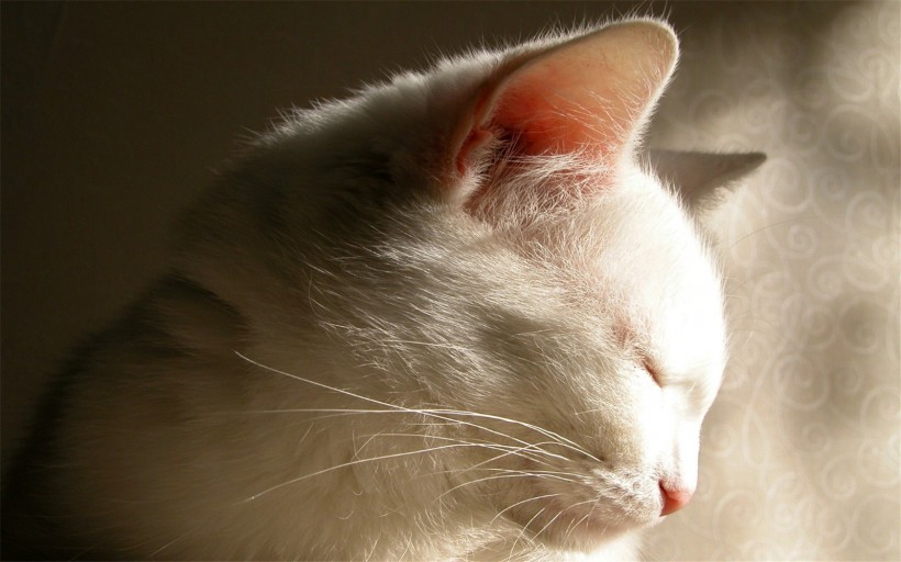 点击大图看下一张：白色猫咪图片