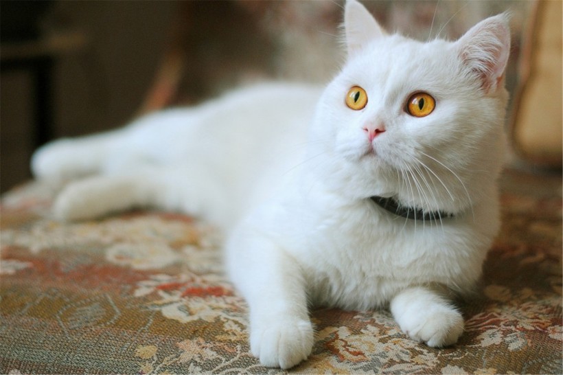 点击大图看下一张：白色猫咪图片