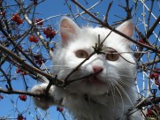 可爱白色猫咪图片_15张