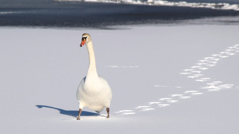 点击大图看下一张：优雅的白天鹅图片