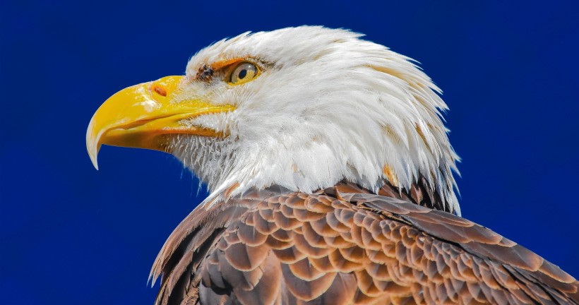 点击大图看下一张：美国国鸟白头海雕图片