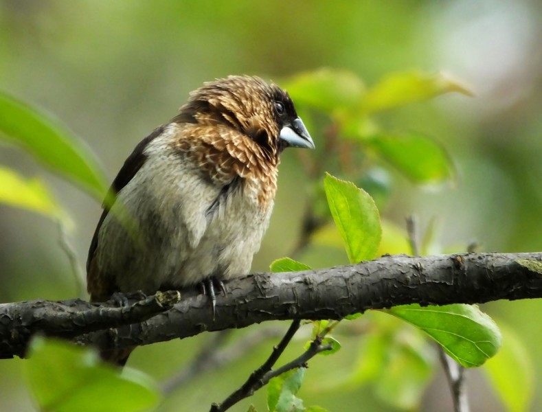 点击大图看下一张:斑纹鸟图片