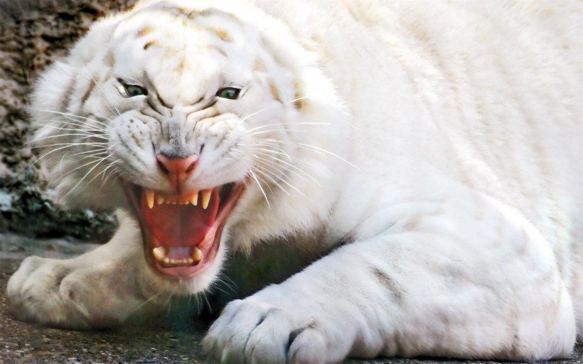 点击大图看下一张：威武霸气的白虎图片