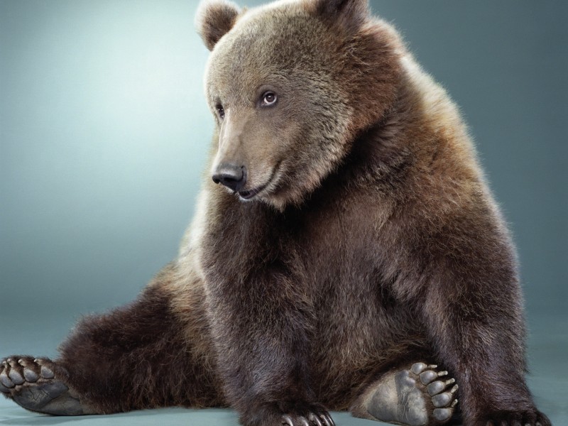 点击大图看下一张：威猛的棕熊图片
