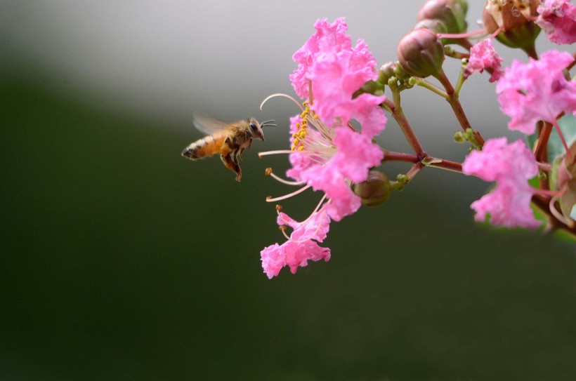 点击大图看下一张：勤劳的蜜蜂图片