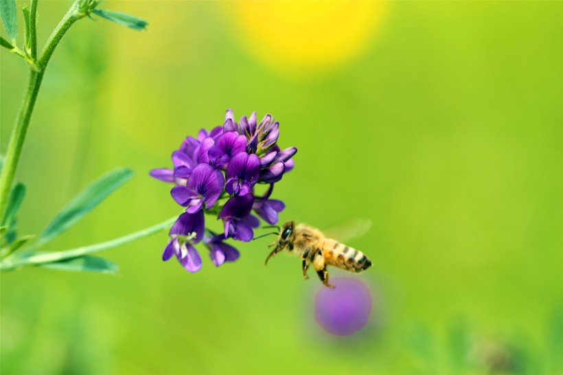 点击大图看下一张：勤劳的小蜜蜂图片