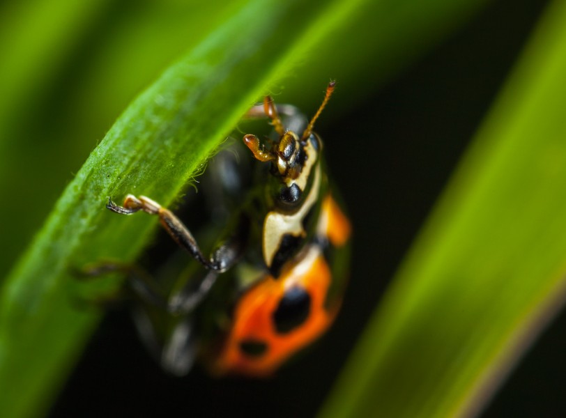 点击大图看下一张：外观漂亮的甲虫图片