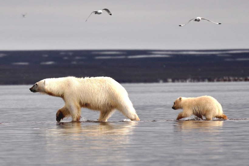 点击大图看下一张：憨态可掬的北极熊图片