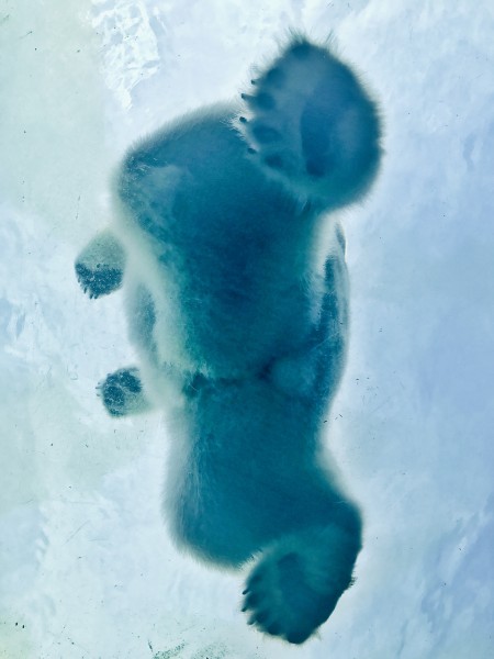 点击大图看下一张：笨拙的北极熊图片