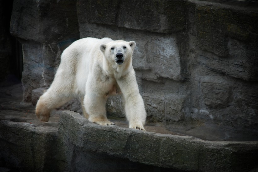 点击大图看下一张：笨拙的北极熊图片