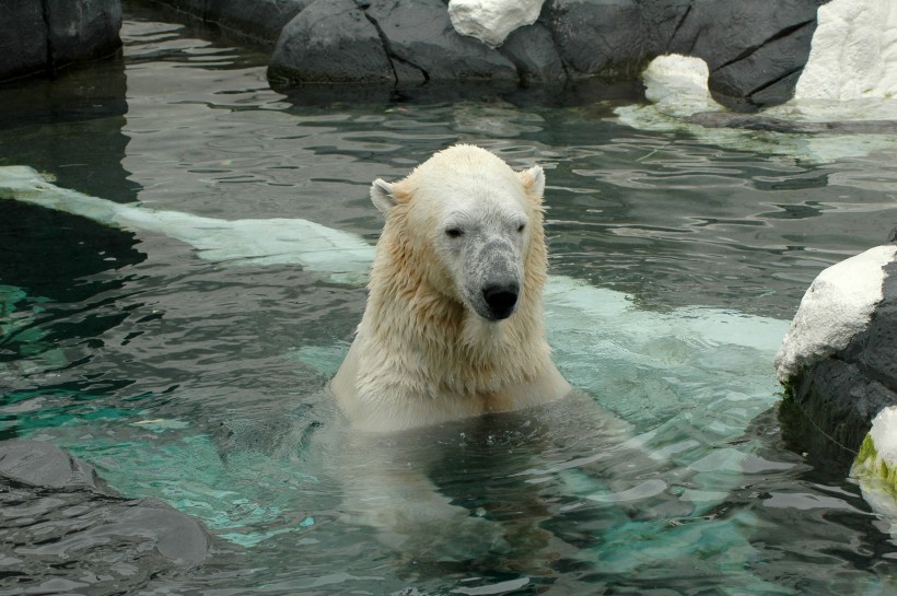 点击大图看下一张：可爱的北极熊图片