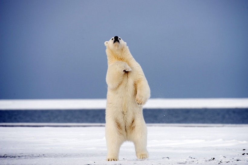 点击大图看下一张：憨态可掬的北极熊图片