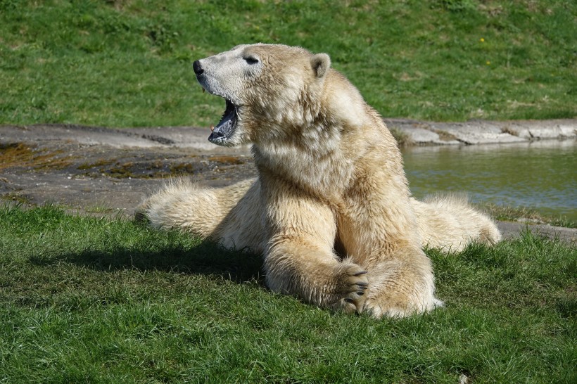 点击大图看下一张：强壮的北极熊图片