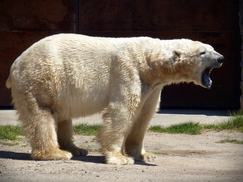 点击大图看下一张：强壮的北极熊图片