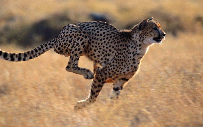 点击大图看下一张：奔跑的动物图片