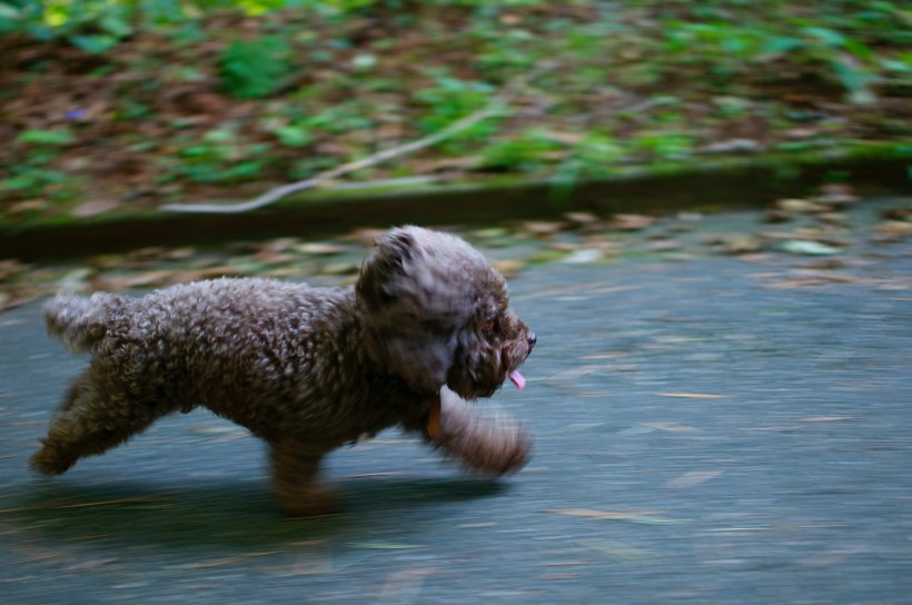 点击大图看下一张：奔跑的小狗图片