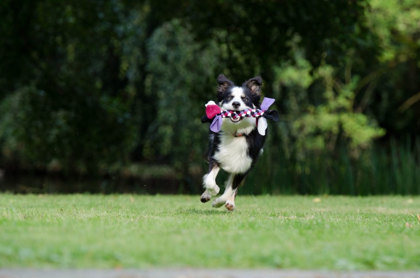 点击大图看下一张：奔跑跳跃的狗狗图片