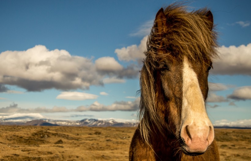 点击大图看下一张：纯洁血统的冰岛马图片