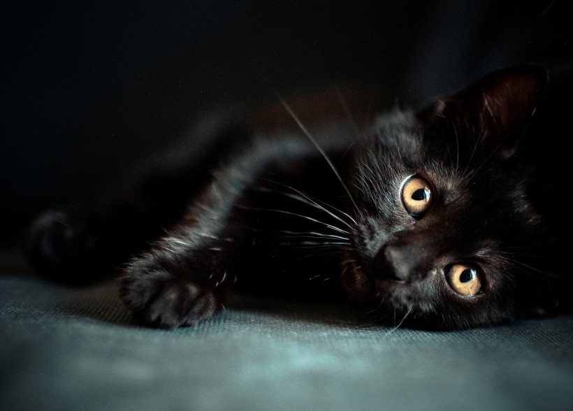 点击大图看下一张：黑猫图片