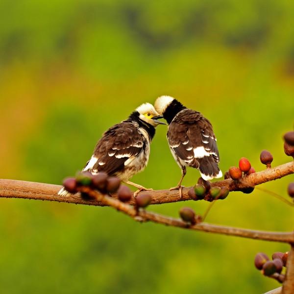 点击大图看下一张：黑领椋鸟图片