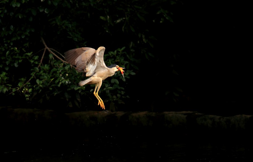 点击大图看下一张：捕食中的夜鹭鸟类图片