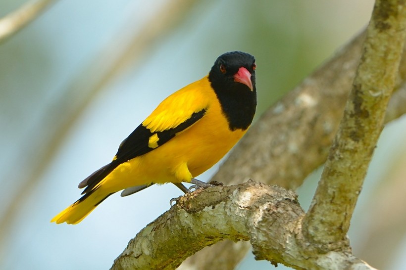 点击大图看下一张：黑头黄鹂鸟类图片