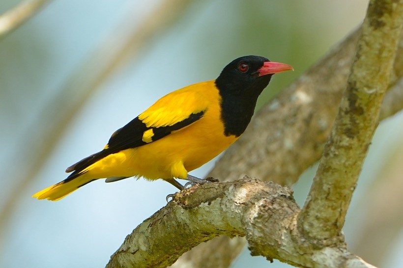 点击大图看下一张：黑头黄鹂鸟类图片