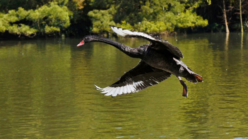 点击大图看下一张：湖里的黑天鹅图片